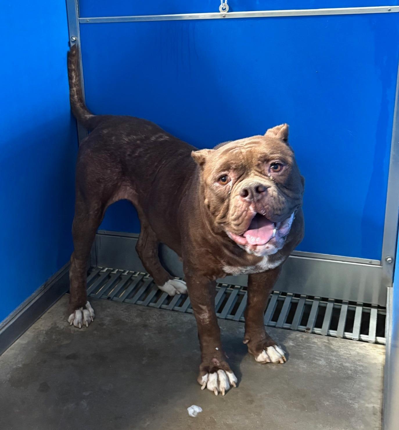 Babe, Adoptable, Adult Female American Bulldog.