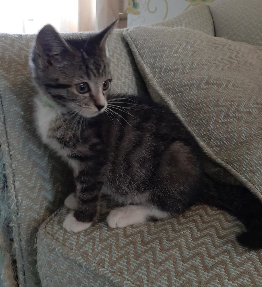 Alfalfa, Adoptable, Kitten Male Domestic Short Hair & Tabby.