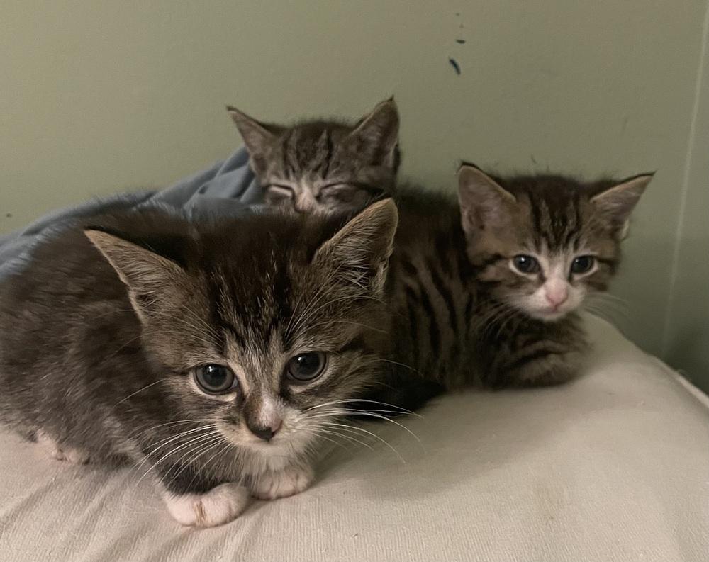 Enlarge Alfalfa, a Adoptable mixed breed in Wilmington, NC image 2/2