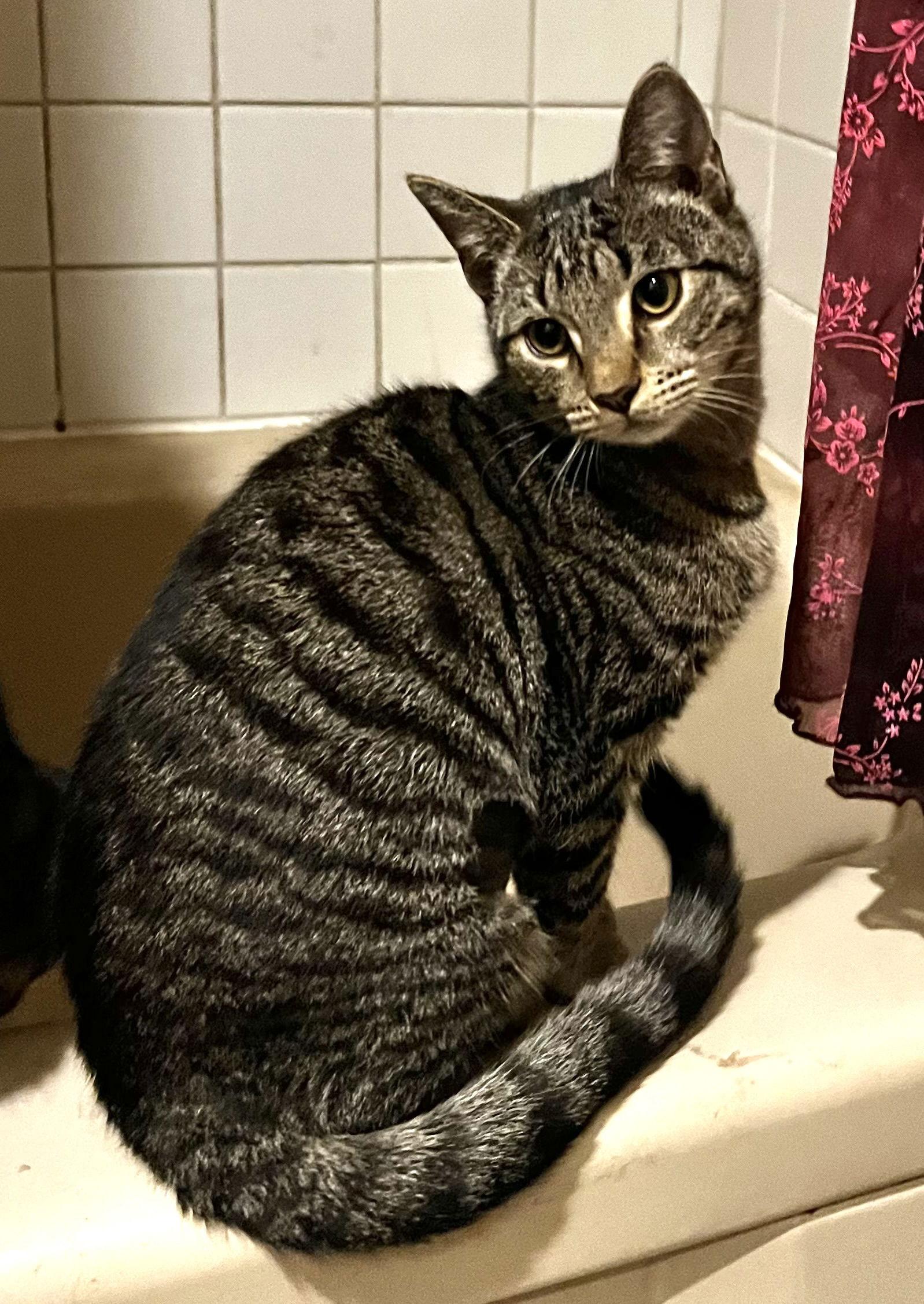 Parker- good with dogs, Adoptable, Young Female Domestic Short Hair.