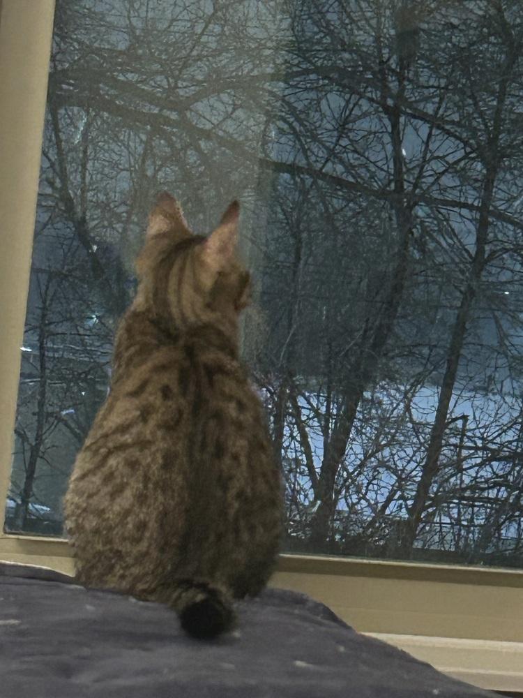 Highlighter, Adoptable, Kitten Male Domestic Short Hair.