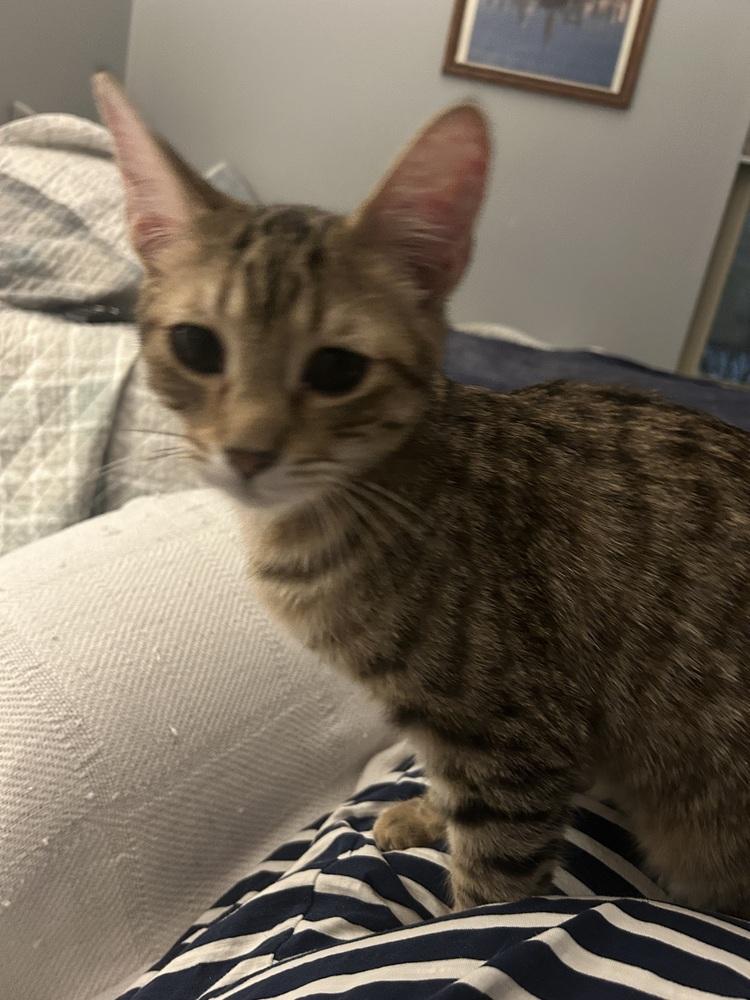 Enlarge Highlighter, a Adoptable Domestic Short Hair in Clinton Township, MI image 2/6