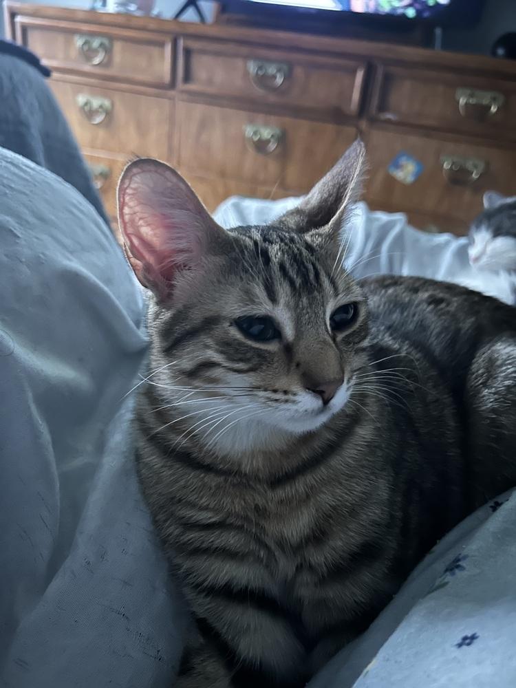 Enlarge Highlighter, a Adoptable Domestic Short Hair in Clinton Township, MI image 3/6