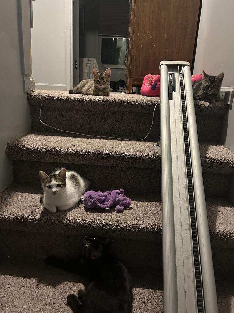 Enlarge Highlighter, a Adoptable Domestic Short Hair in Clinton Township, MI image 4/6