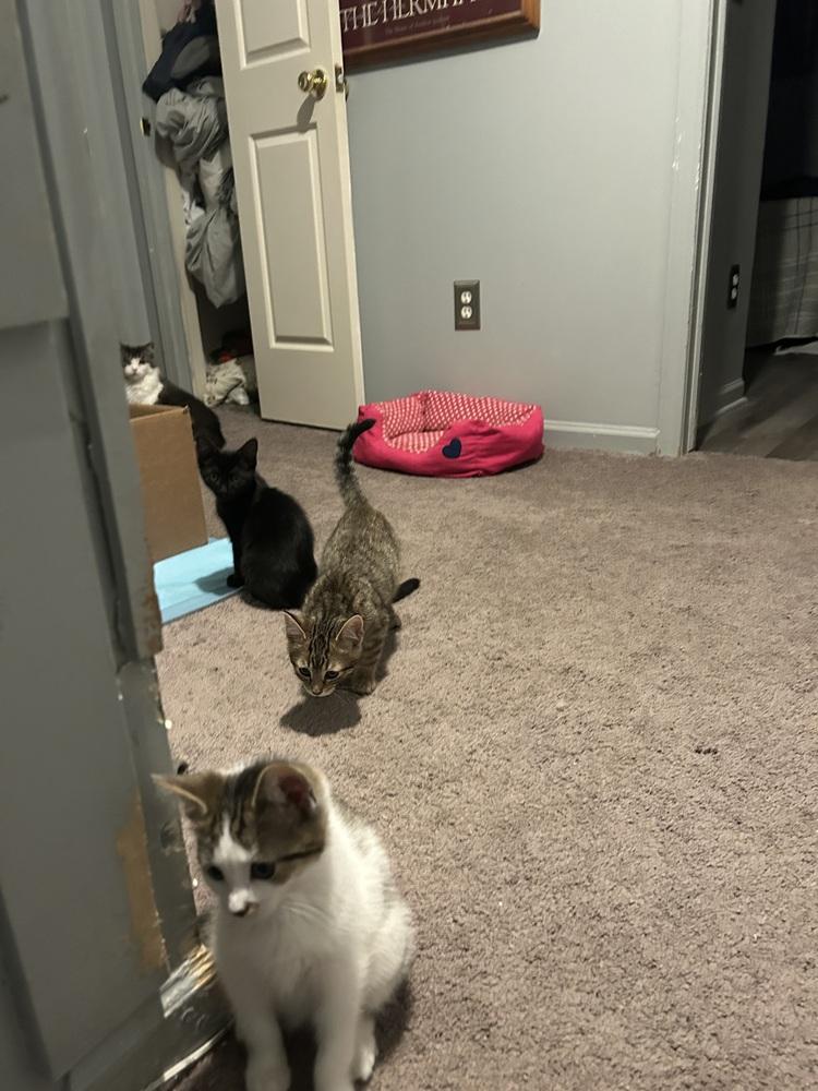 Enlarge Highlighter, a Adoptable Domestic Short Hair in Clinton Township, MI image 5/6