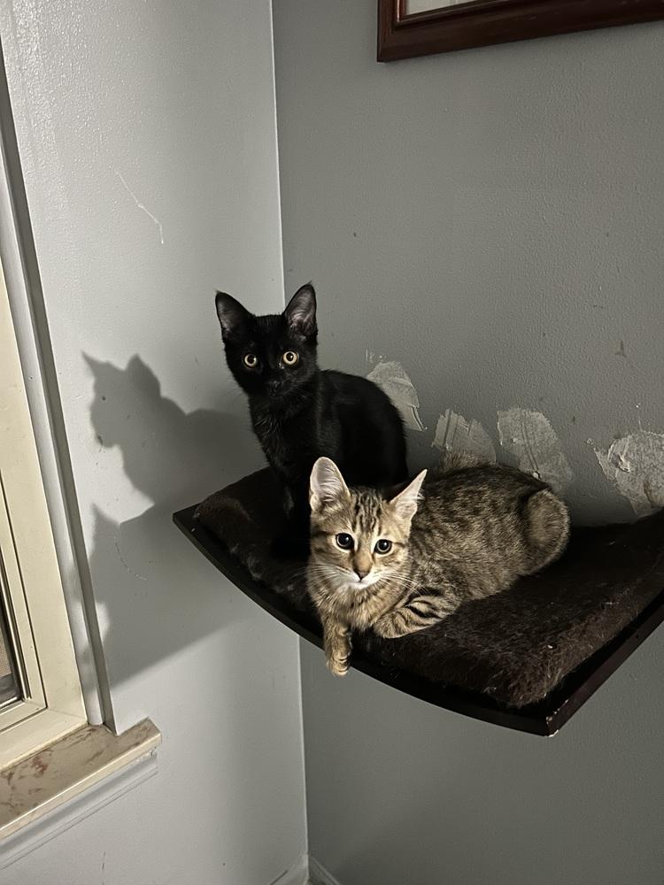 Enlarge Highlighter, a Adoptable Domestic Short Hair in Clinton Township, MI image 6/6