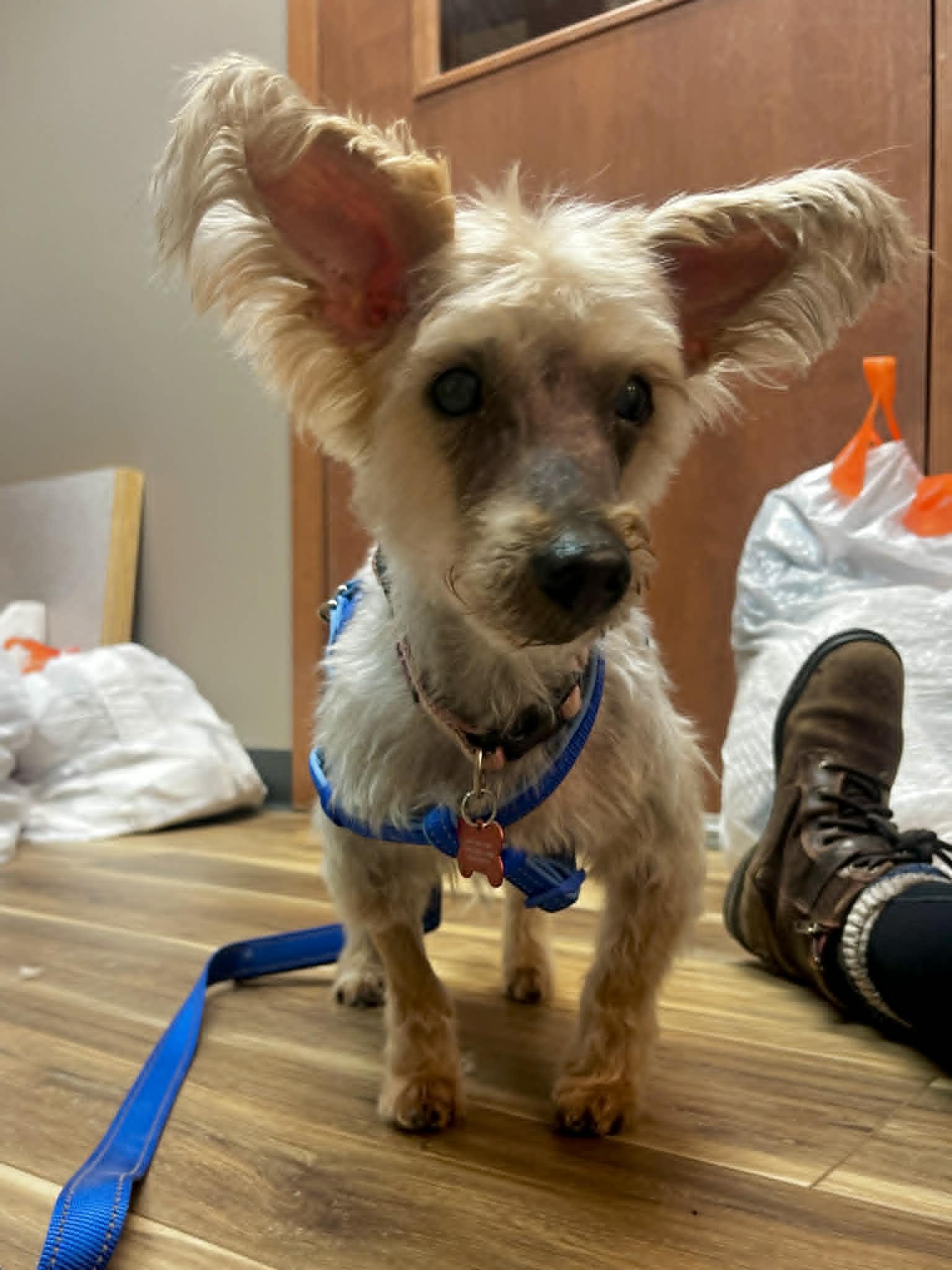 Macie, an adopted Yorkshire Terrier in Whitewater, WI image 3/6