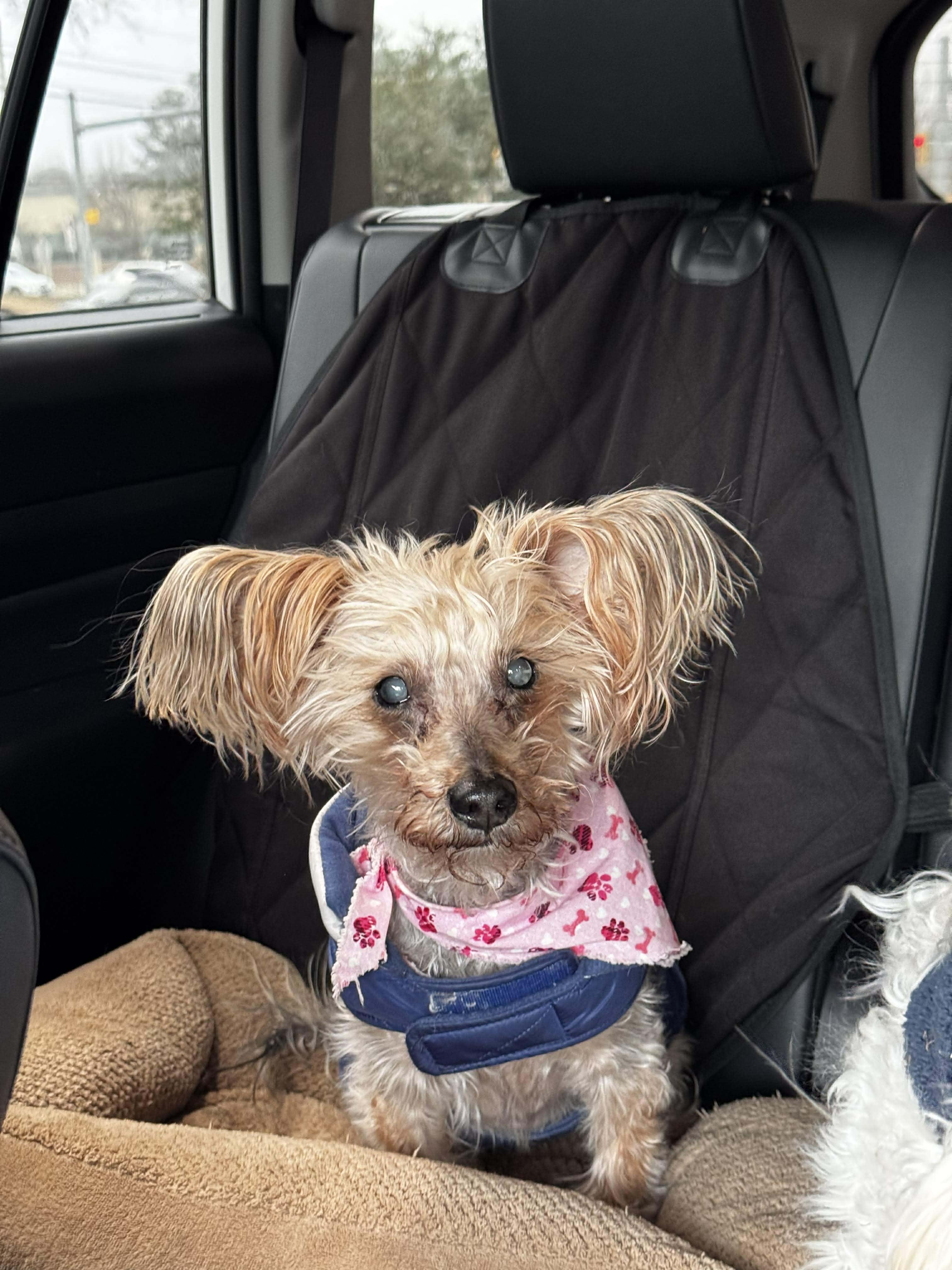 Macie, an adopted Yorkshire Terrier in Whitewater, WI image 5/6