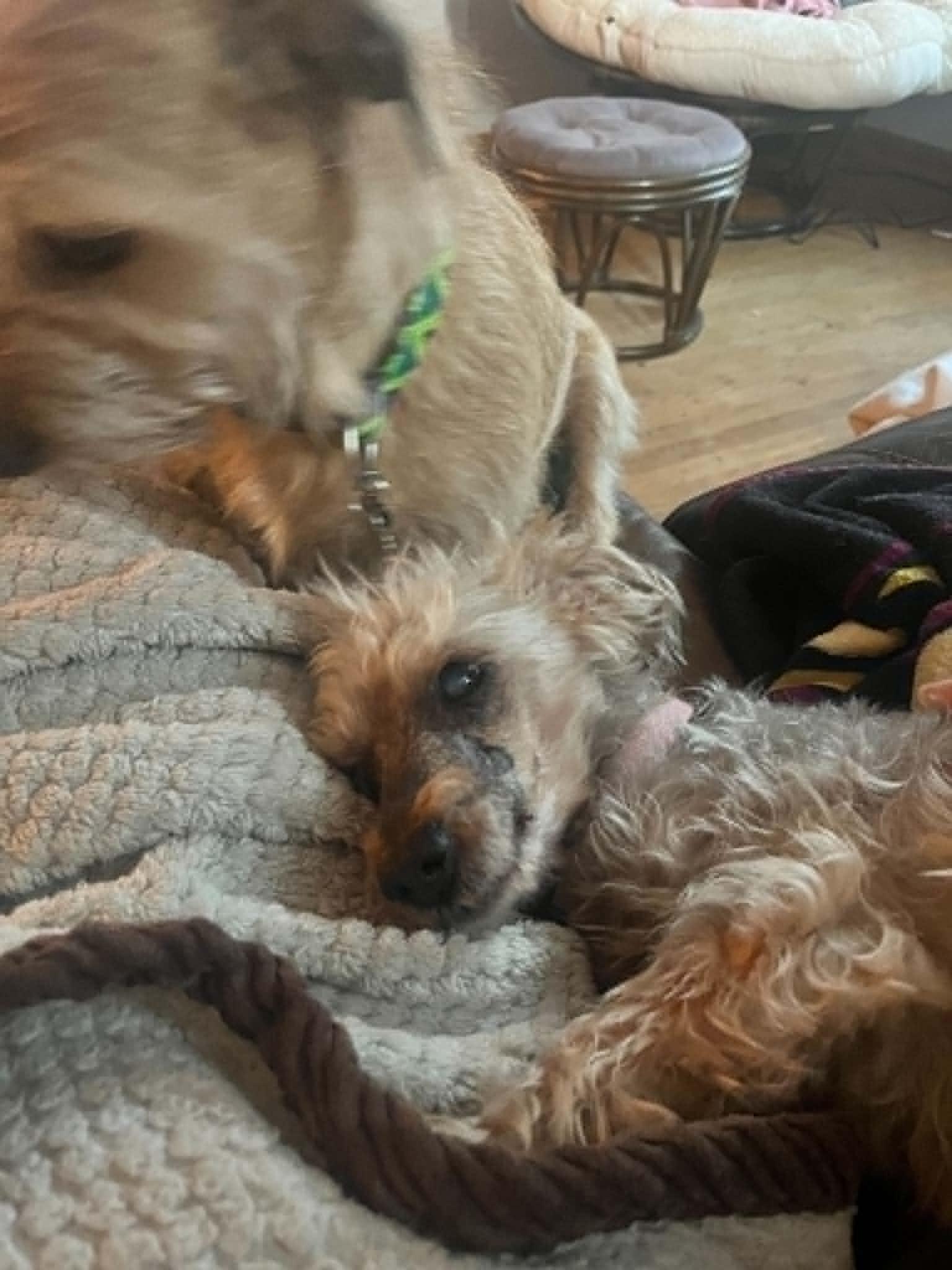 Macie, an adopted Yorkshire Terrier in Whitewater, WI image 6/6
