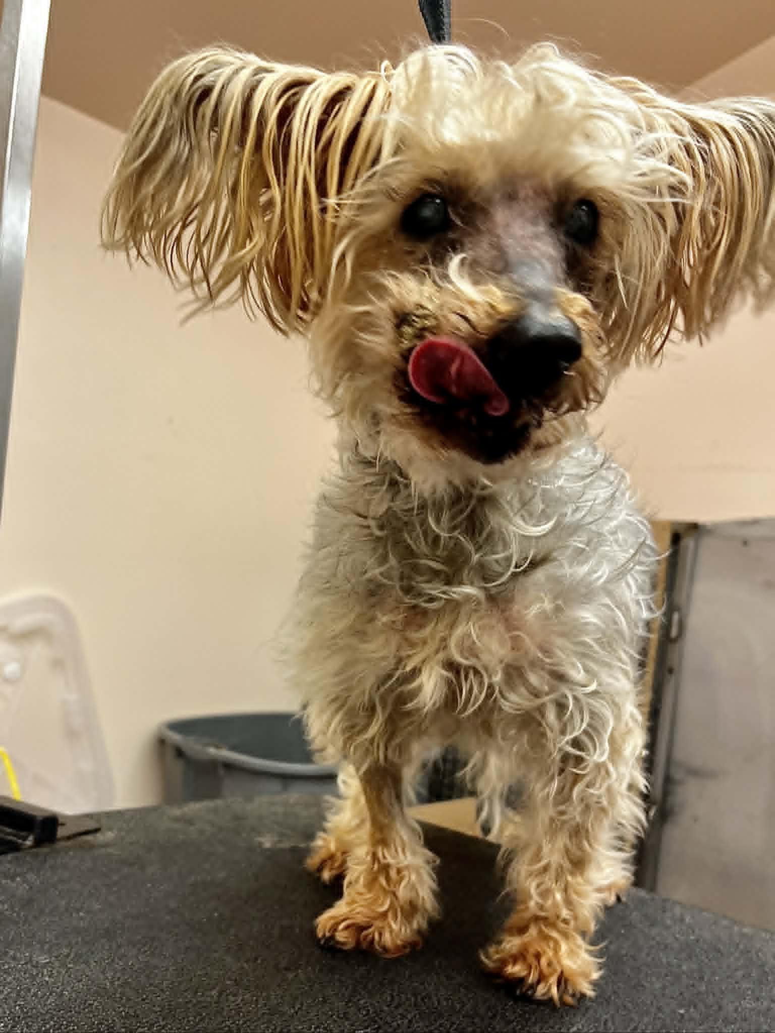 Macie, an adopted Yorkshire Terrier in Whitewater, WI image 2/6