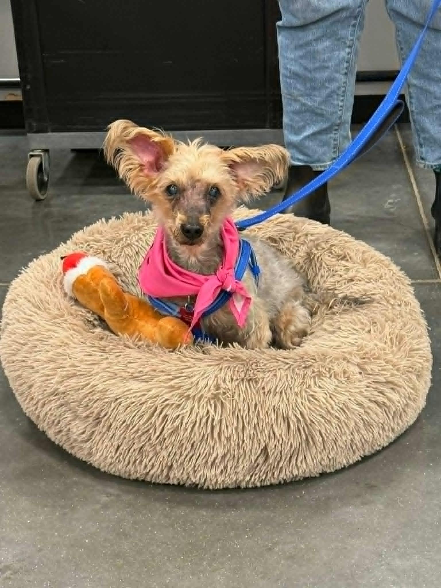 Macie, adopted, Senior Female Yorkshire Terrier.