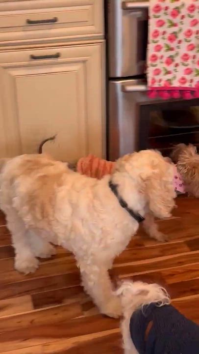 Enlarge Macie, an adopted Yorkshire Terrier in Whitewater, WI video 4/6