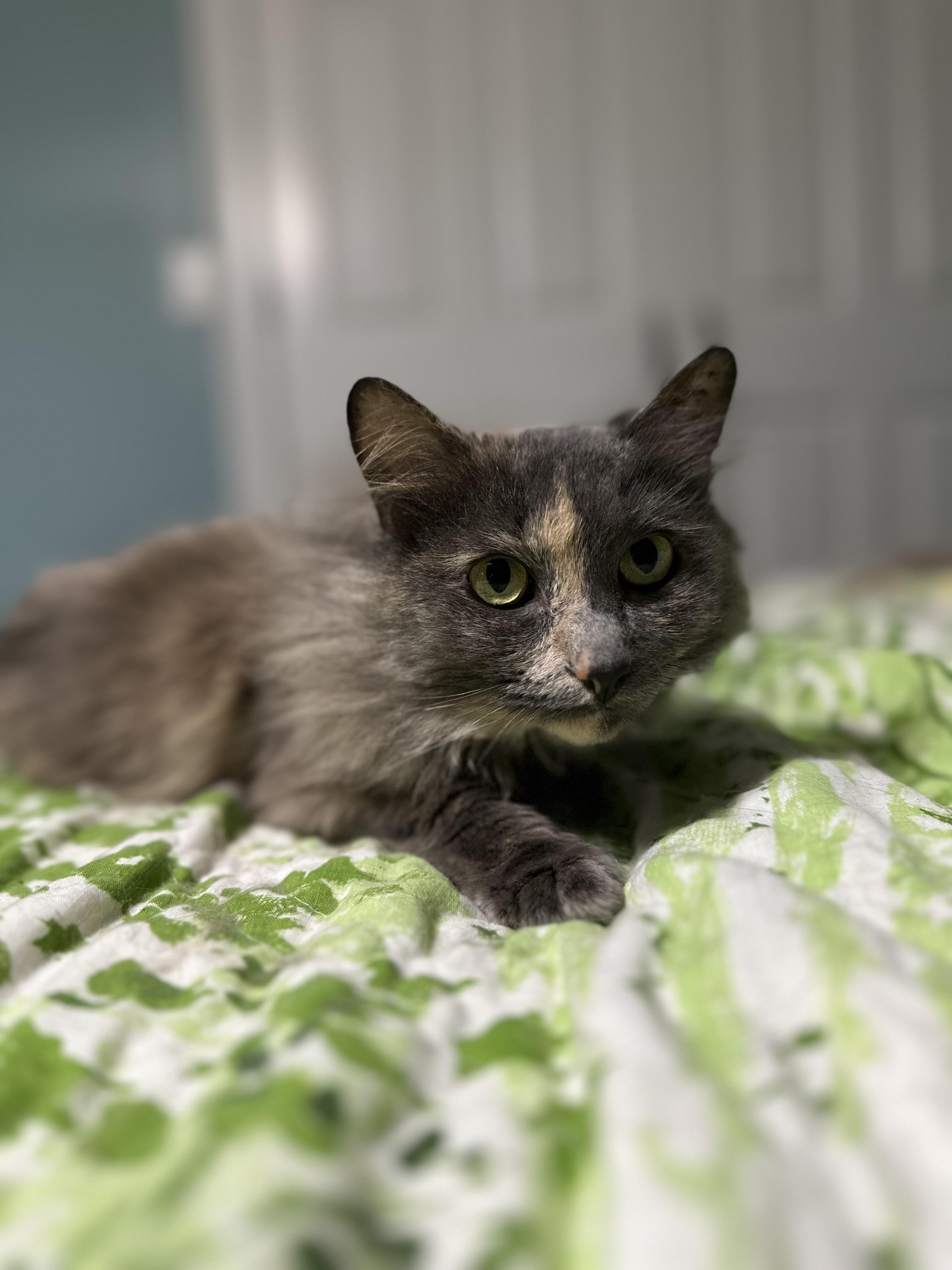 Sweetpea, an adoptable Domestic Long Hair, Nebelung in Fort Oglethorpe, GA, 30742 | Photo Image 3