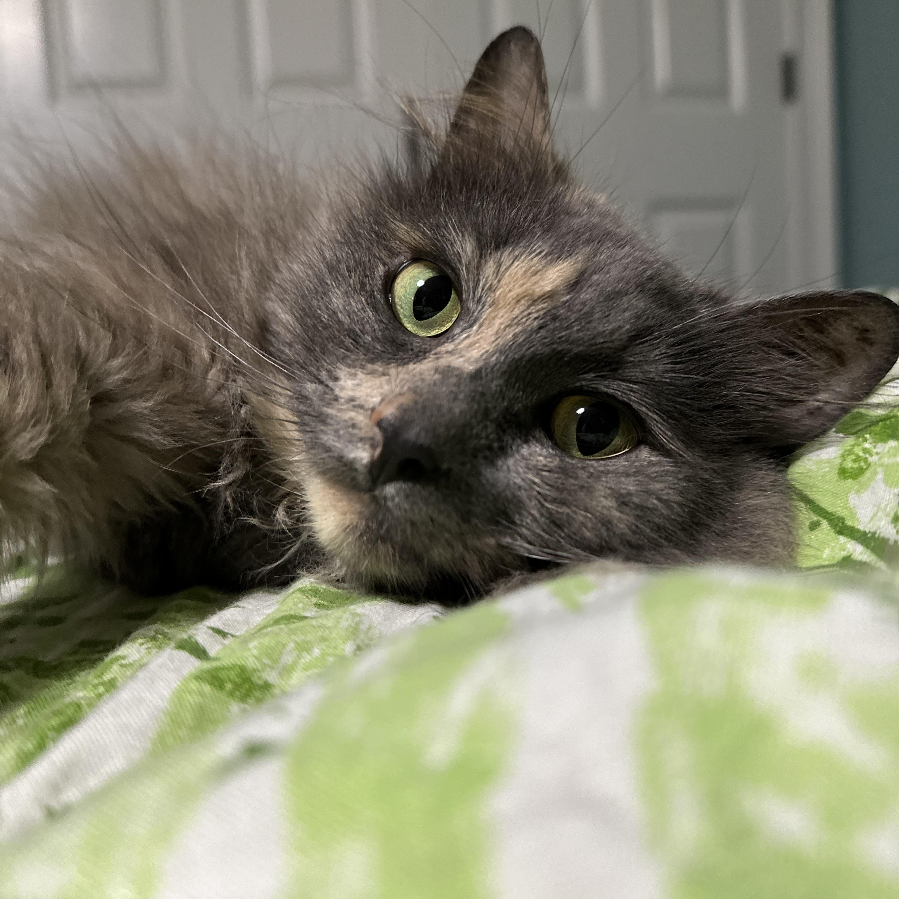Sweetpea, an adoptable Domestic Long Hair, Nebelung in Fort Oglethorpe, GA, 30742 | Photo Image 1