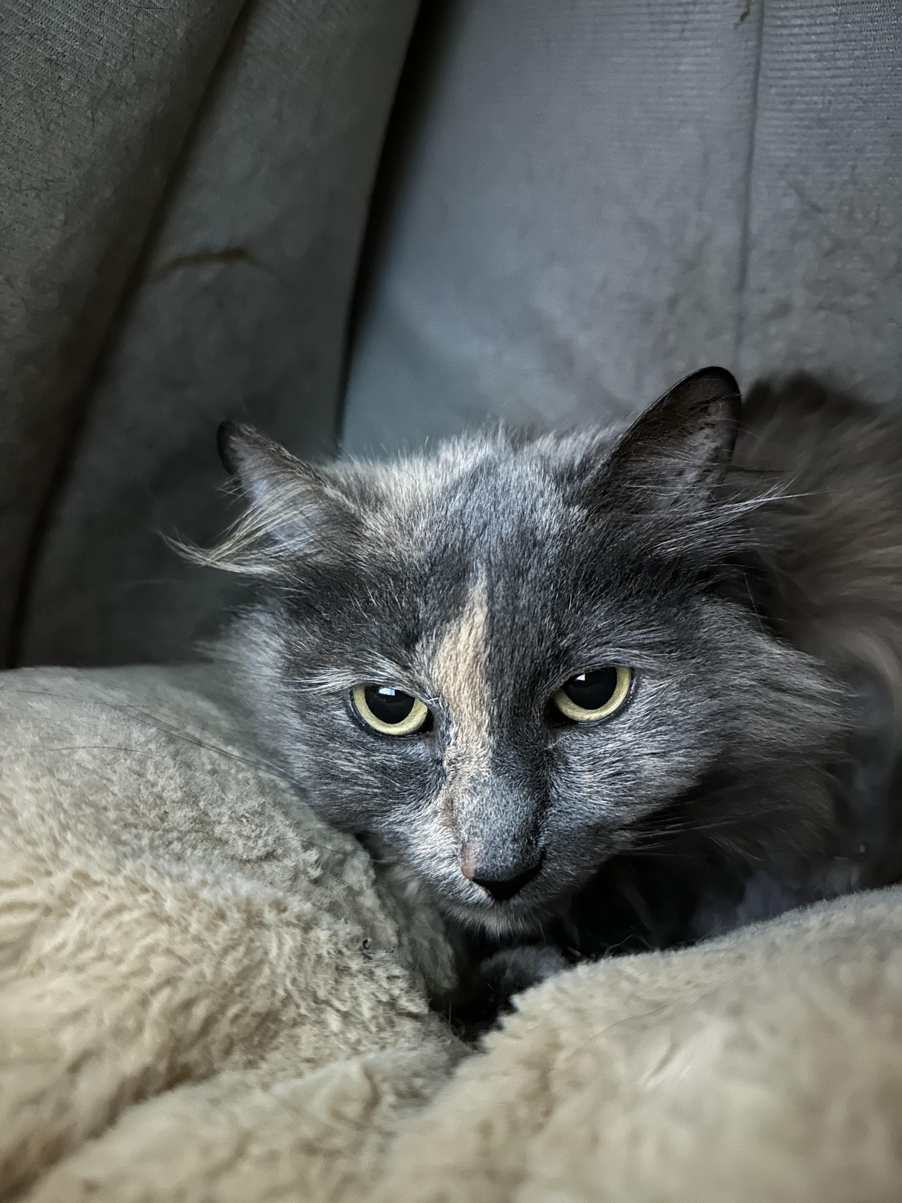 Sweetpea, an adoptable Domestic Long Hair, Nebelung in Fort Oglethorpe, GA, 30742 | Photo Image 5