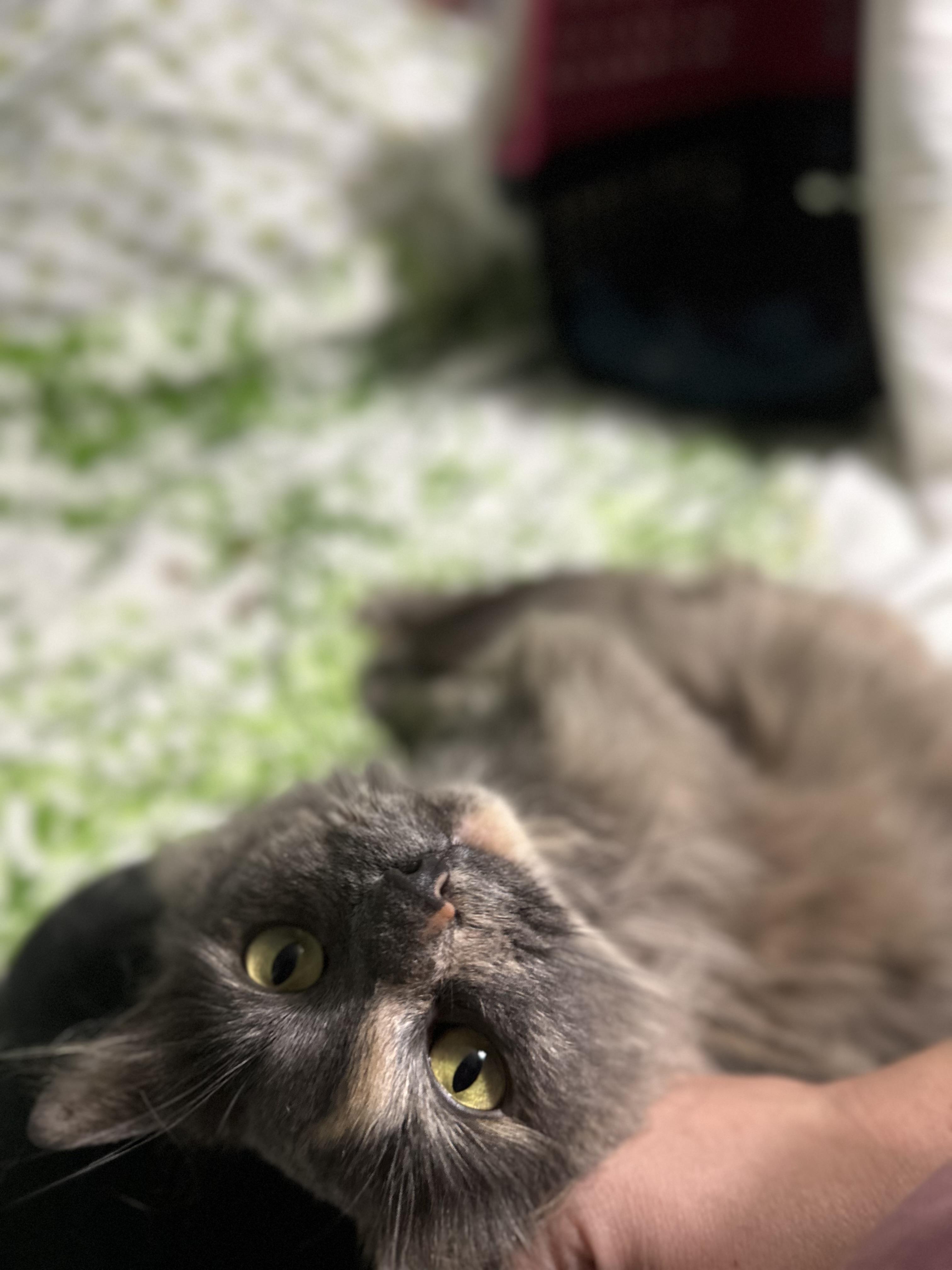Sweetpea, an adoptable Domestic Long Hair, Nebelung in Fort Oglethorpe, GA, 30742 | Photo Image 4