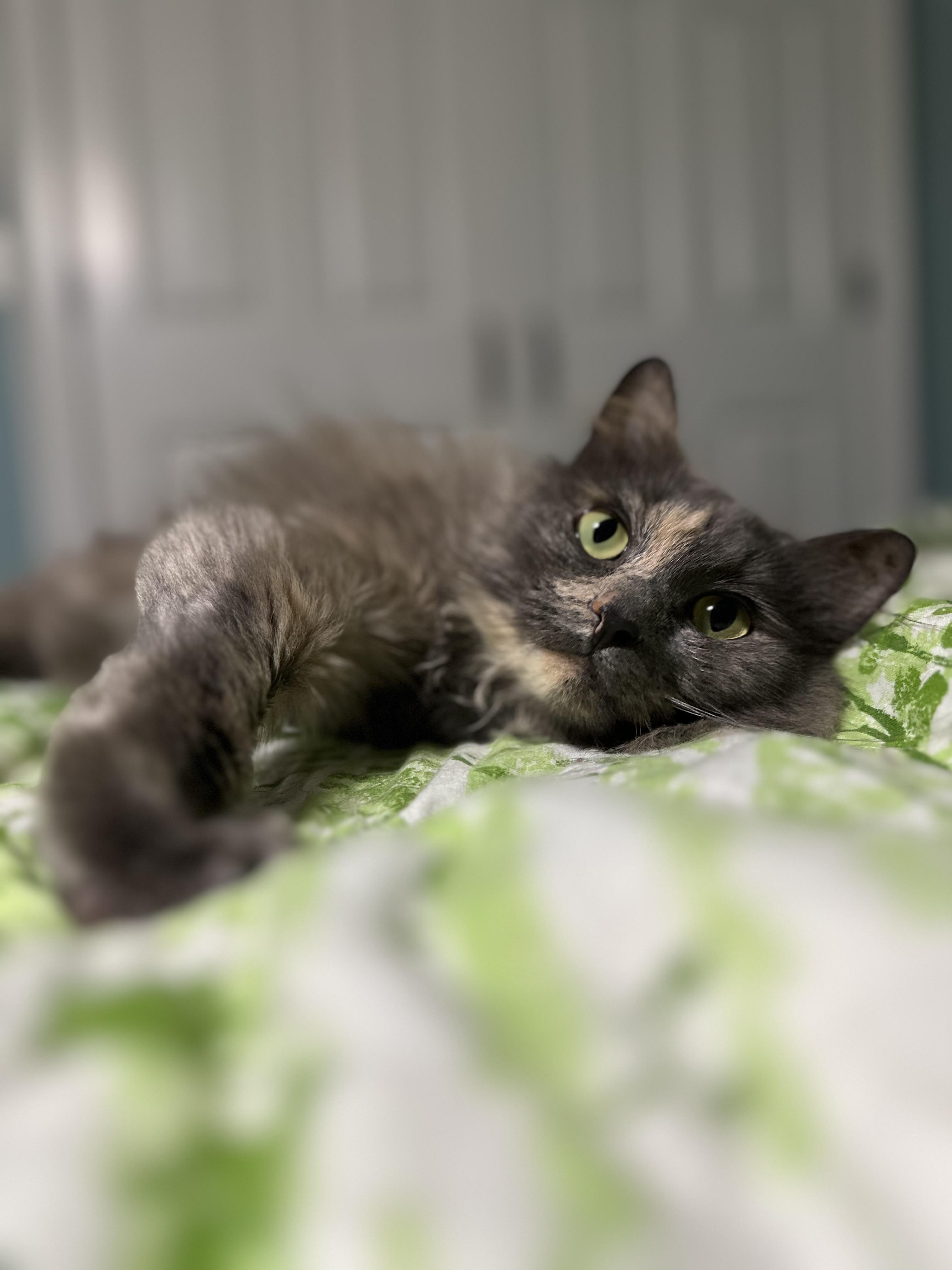 Sweetpea, an adoptable Domestic Long Hair, Nebelung in Fort Oglethorpe, GA, 30742 | Photo Image 2
