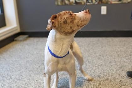 Enlarge Leopold, a Adoptable mixed breed in West Chester, PA image 1/3