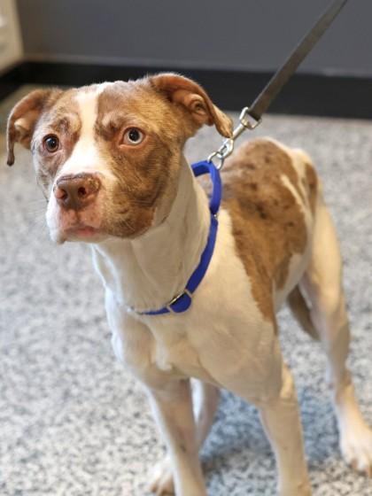 Enlarge Leopold, a Adoptable mixed breed in West Chester, PA image 2/3