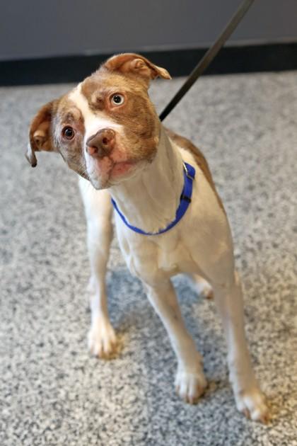 Enlarge Leopold, a Adoptable mixed breed in West Chester, PA image 3/3