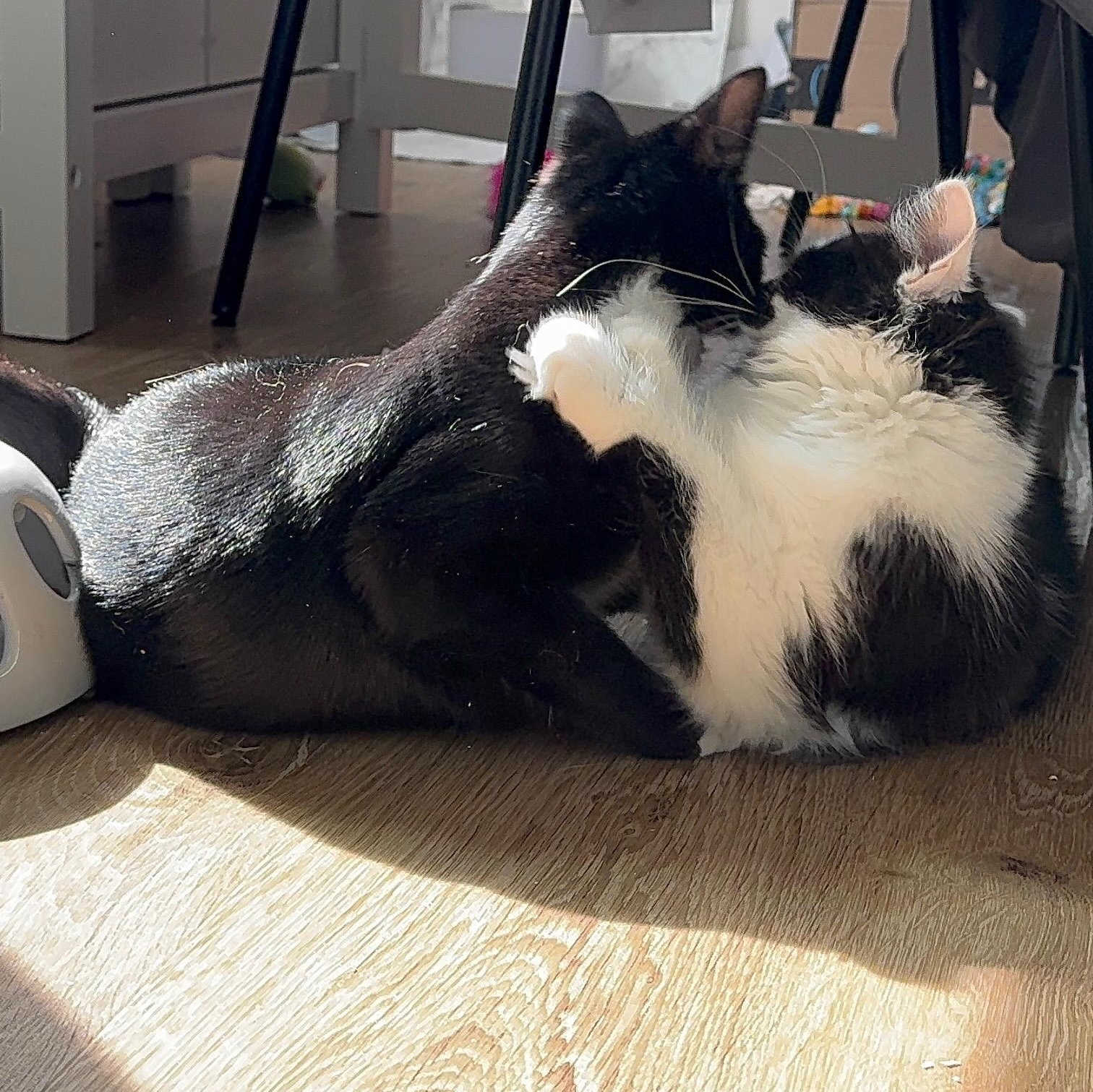 Romeo & Juxtaposed Juliet!, a Adoptable Domestic Long Hair in Milwaukee, WI image 5/5