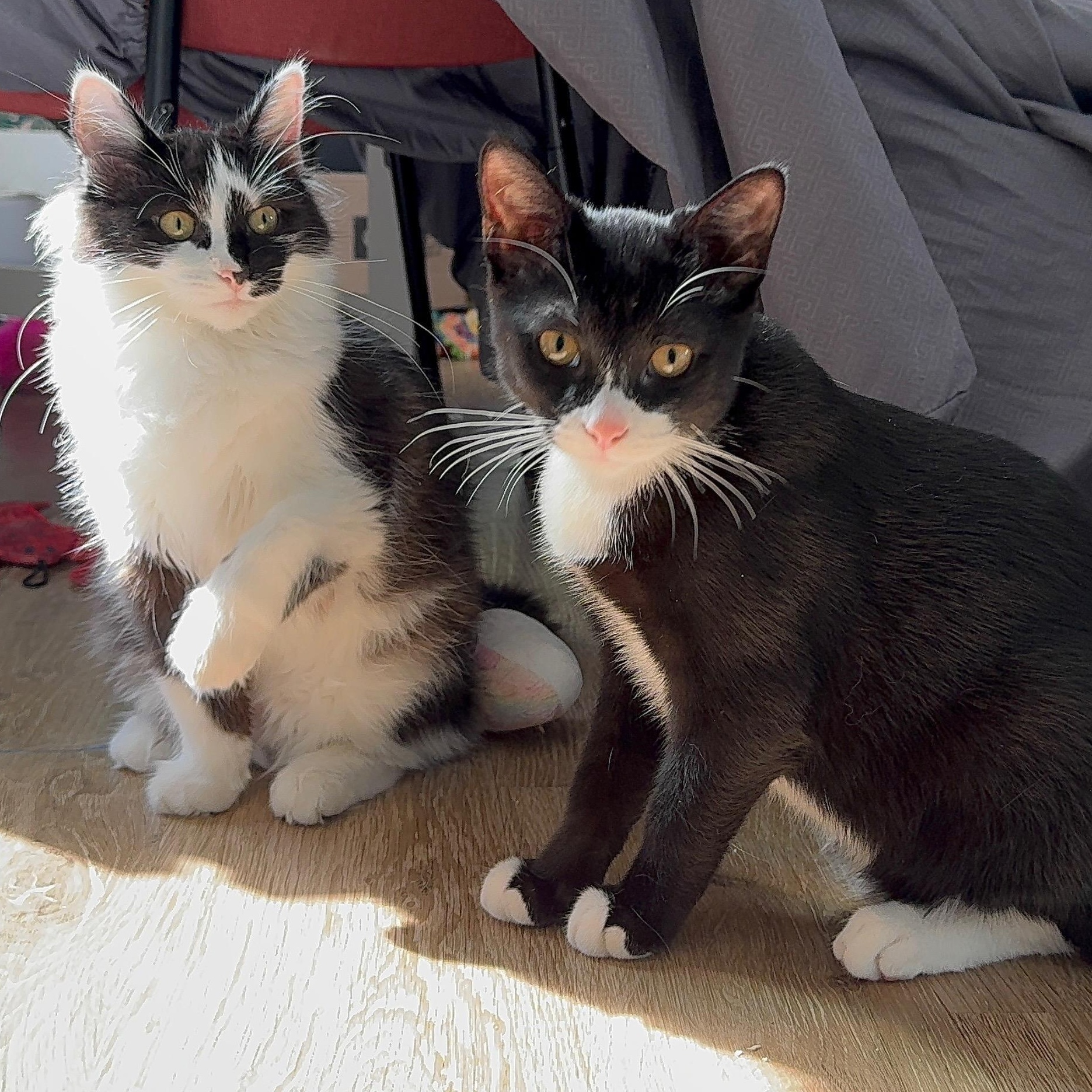 Romeo & Juxtaposed Juliet!, a Adoptable Domestic Long Hair in Milwaukee, WI image 3/5