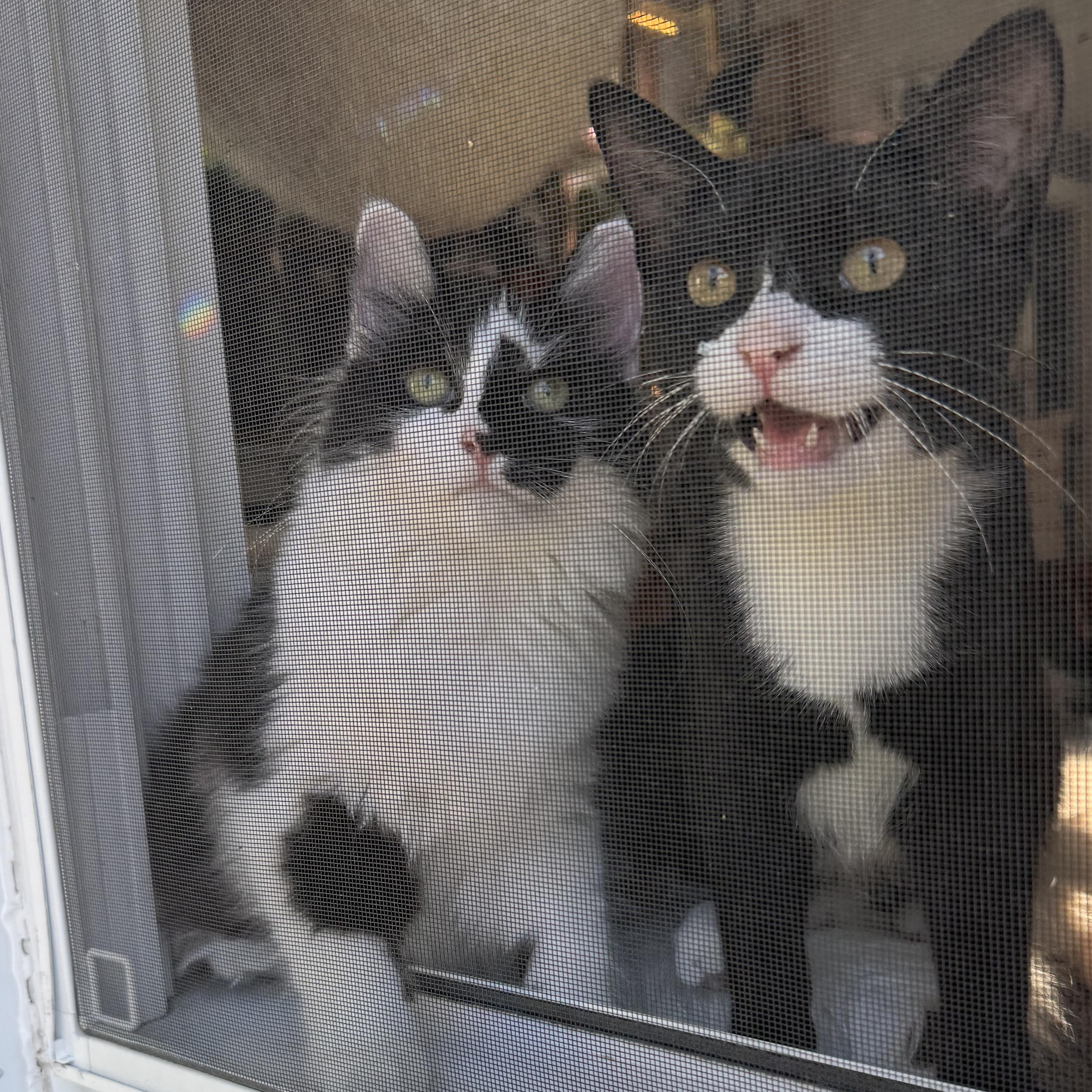 Romeo & Juxtaposed Juliet!, a Adoptable Domestic Long Hair in Milwaukee, WI image 1/5