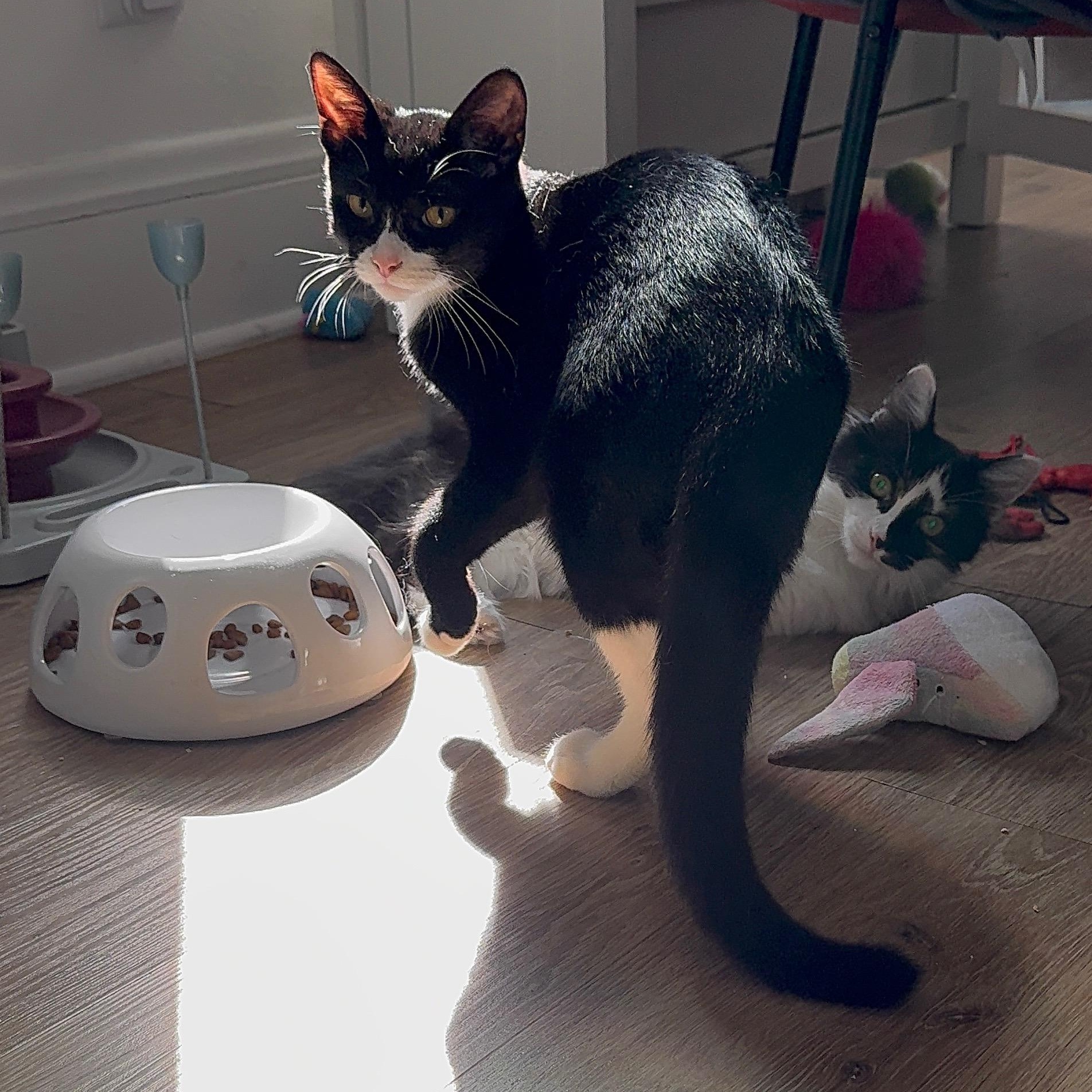 Romeo & Juxtaposed Juliet!, a Adoptable Domestic Long Hair in Milwaukee, WI image 4/5