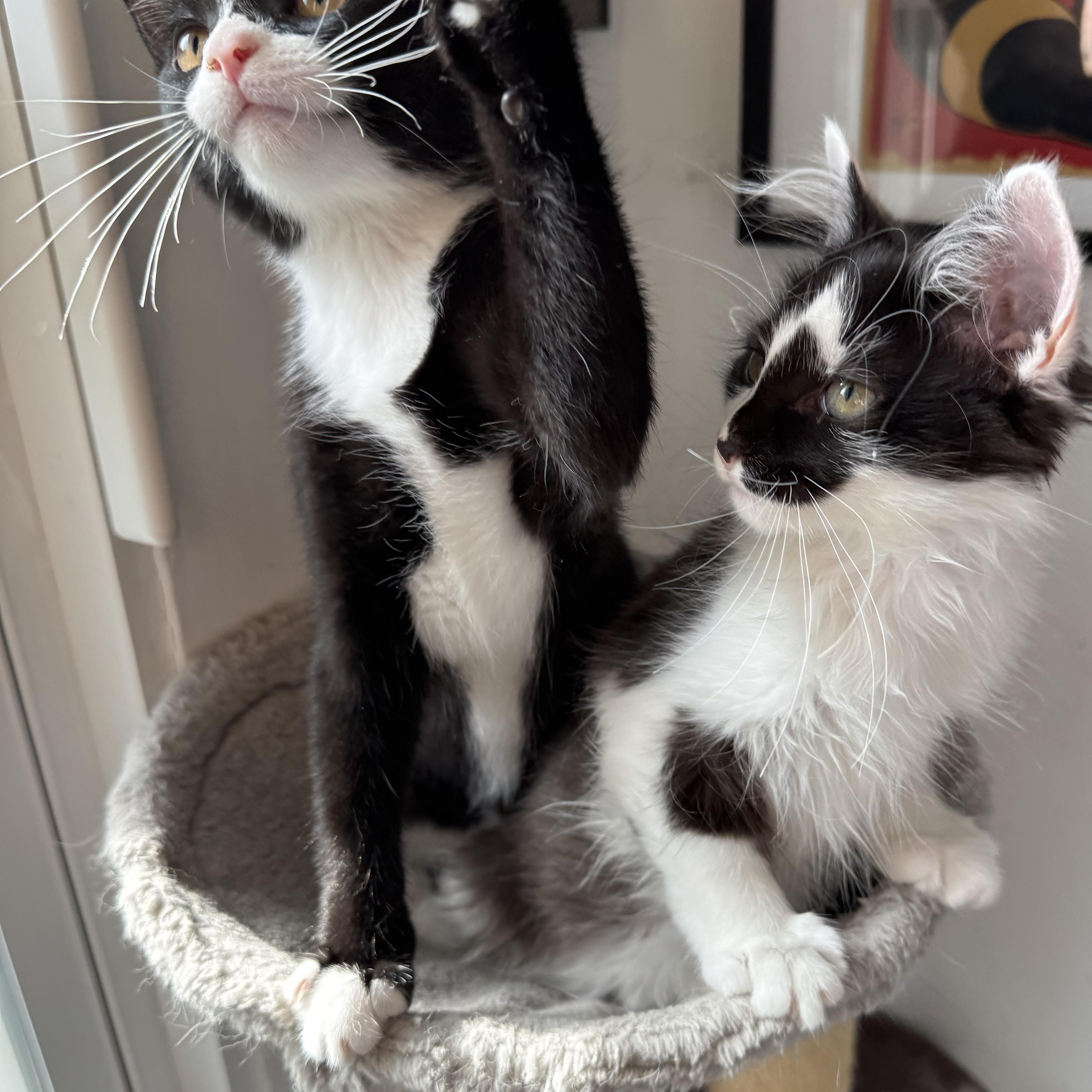 Meteor & Nimbus - Atmospheric Antics Await!