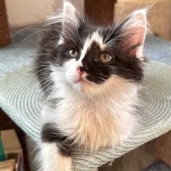 Romeo & Juxtaposed Juliet!, a Adoptable Domestic Long Hair in Milwaukee, WI image 2/5