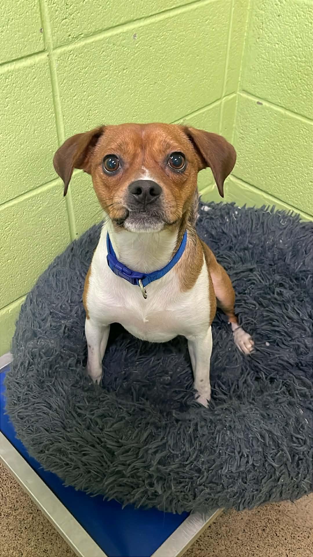 Bo, adoptable, Adult Male Beagle & Hound.