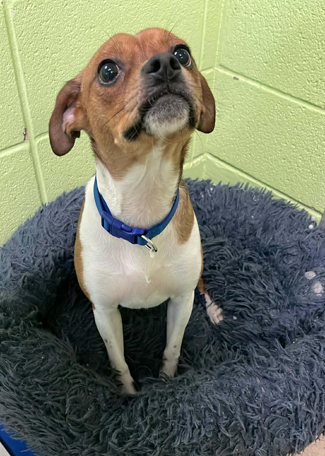 Bo, an adoptable mixed breed in Fort Payne, AL image 2/2