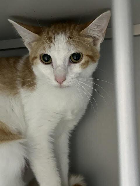 Enlarge Peachy Keen, a Adoptable Domestic Short Hair in Anoka, MN image 1/2