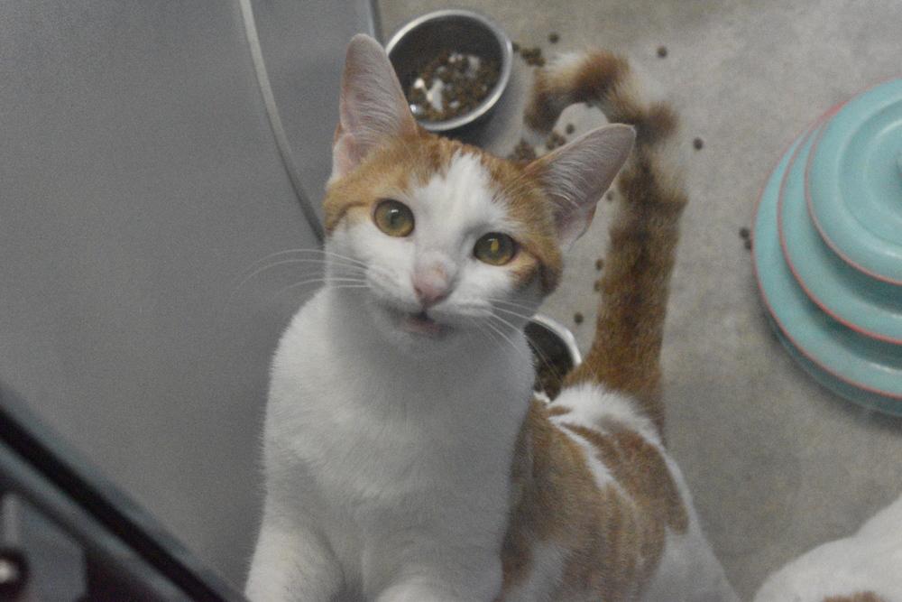 Enlarge Peachy Keen, a Adoptable Domestic Short Hair in Anoka, MN image 2/2