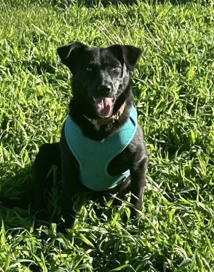 Jessica, Adopted, Adult Female Border Collie.