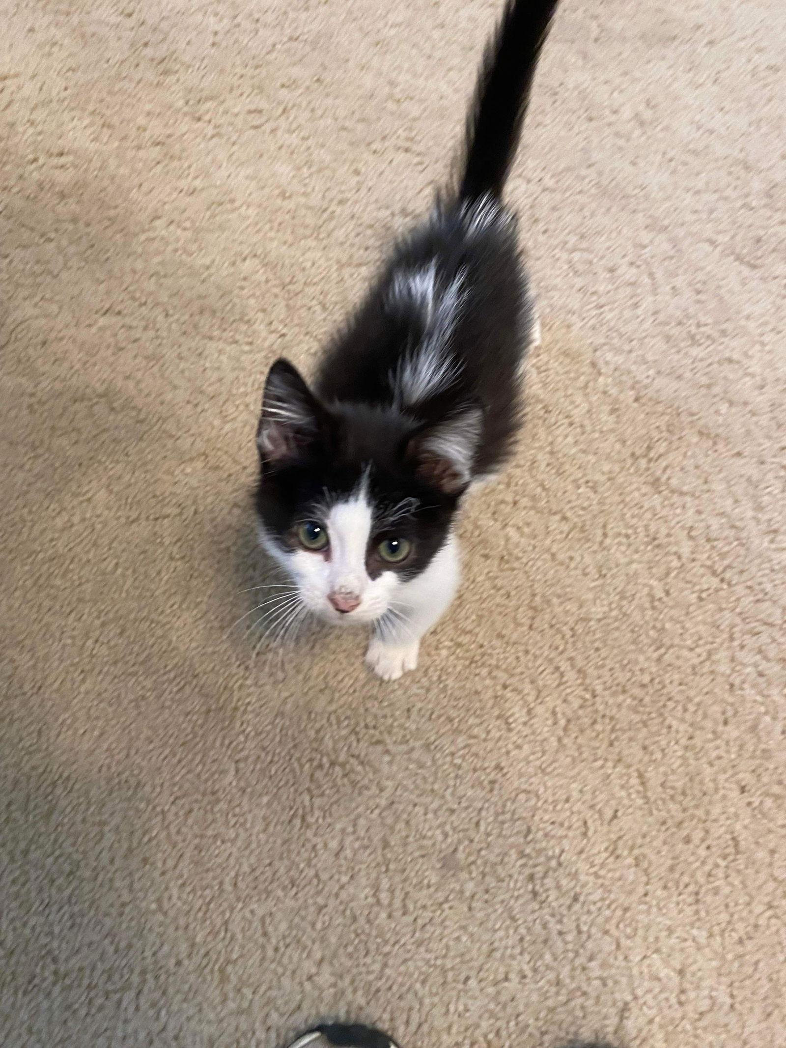 Puff, Adoptable, Kitten Male Domestic Short Hair.