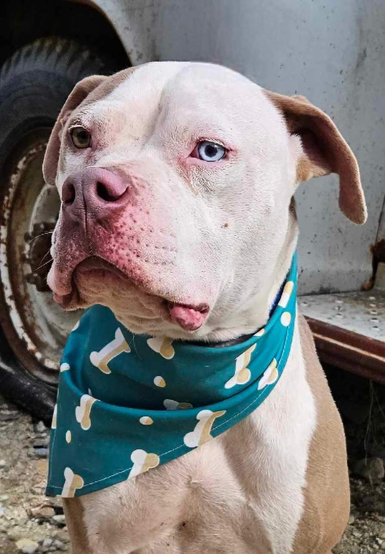 Enlarge Coffee, a Adoptable American Bulldog in Kempner, TX image 13/15