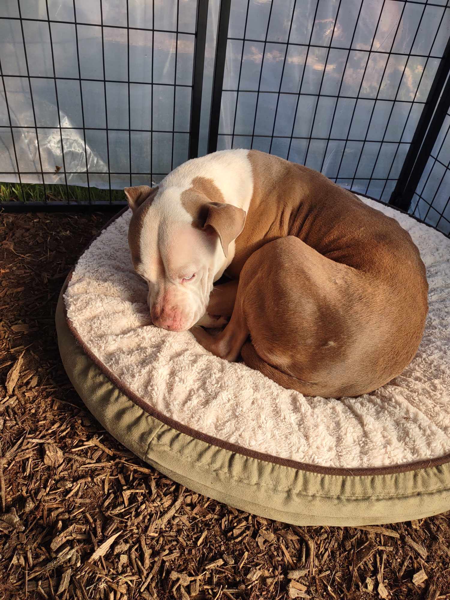 Enlarge Coffee, a Adoptable American Bulldog in Kempner, TX image 15/15