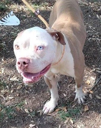 Enlarge Coffee, a Adoptable American Bulldog in Kempner, TX image 14/15