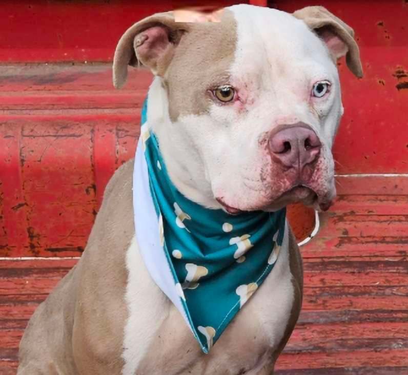 Enlarge Coffee, a Adoptable American Bulldog in Kempner, TX image 12/15