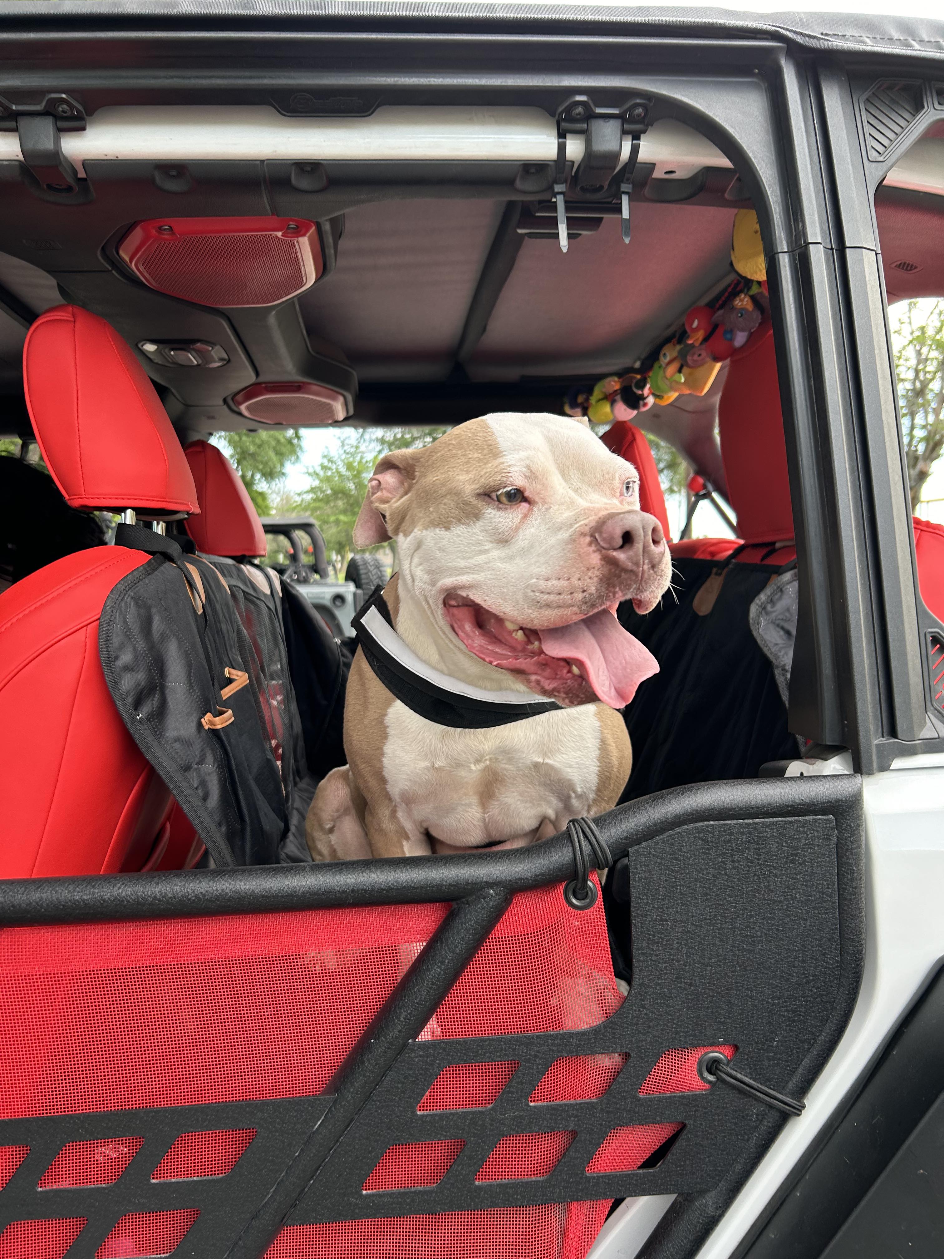 Coffee, a Adoptable American Bulldog in Kempner, TX image 1/15