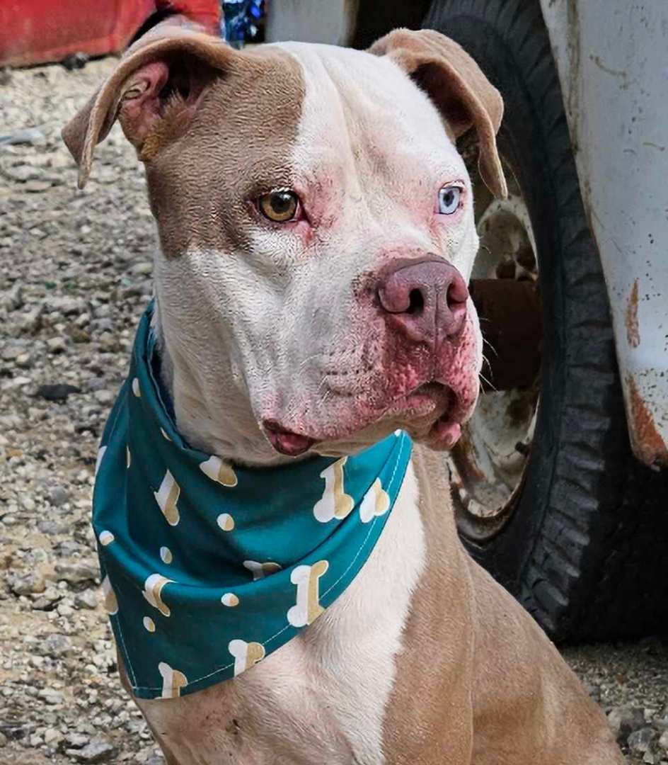 Enlarge Coffee, a Adoptable American Bulldog in Kempner, TX image 11/15