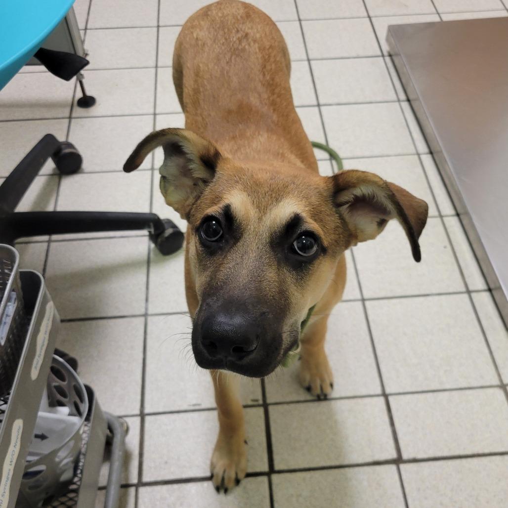 G-Dragon, Adoptable, Adult Male Mixed Breed.