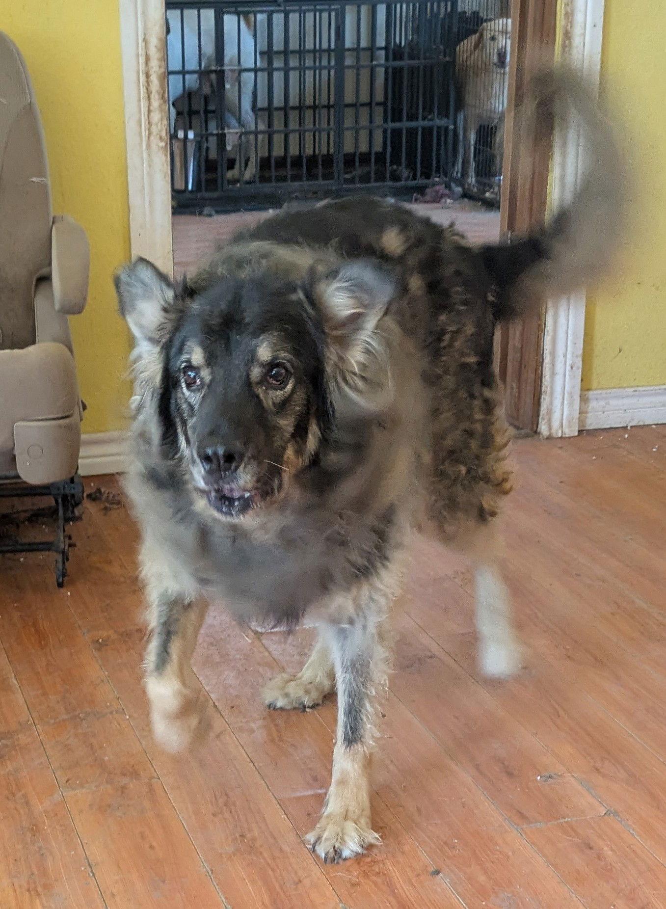 Tennessee, Adoptable, Young Male German Shepherd Dog & Belgian Shepherd / Malinois.