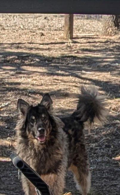 Enlarge Tennessee, a Adoptable mixed breed in Orange Grove, TX image 2/3