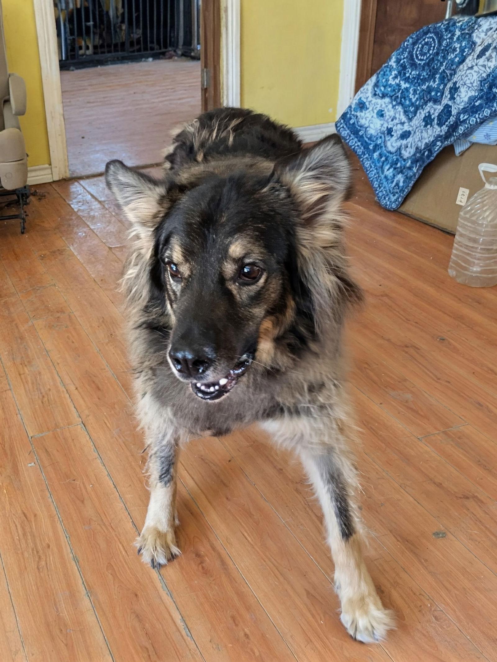 Enlarge Tennessee, a Adoptable mixed breed in Orange Grove, TX image 3/3