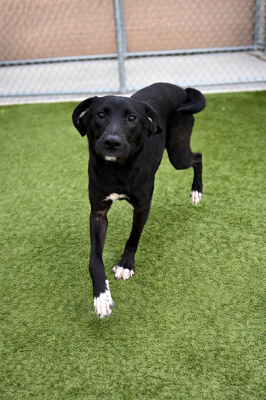 Enlarge Partridge , an adopted mixed breed in Liberty, MO image 2/5