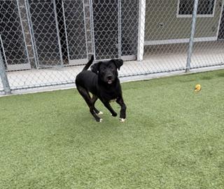 Enlarge Partridge , a ADOPTABLE Mixed Breed in Liberty, MO image 1/3
