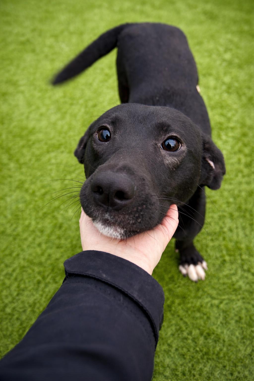 Enlarge Partridge , an adopted mixed breed in Liberty, MO image 1/5