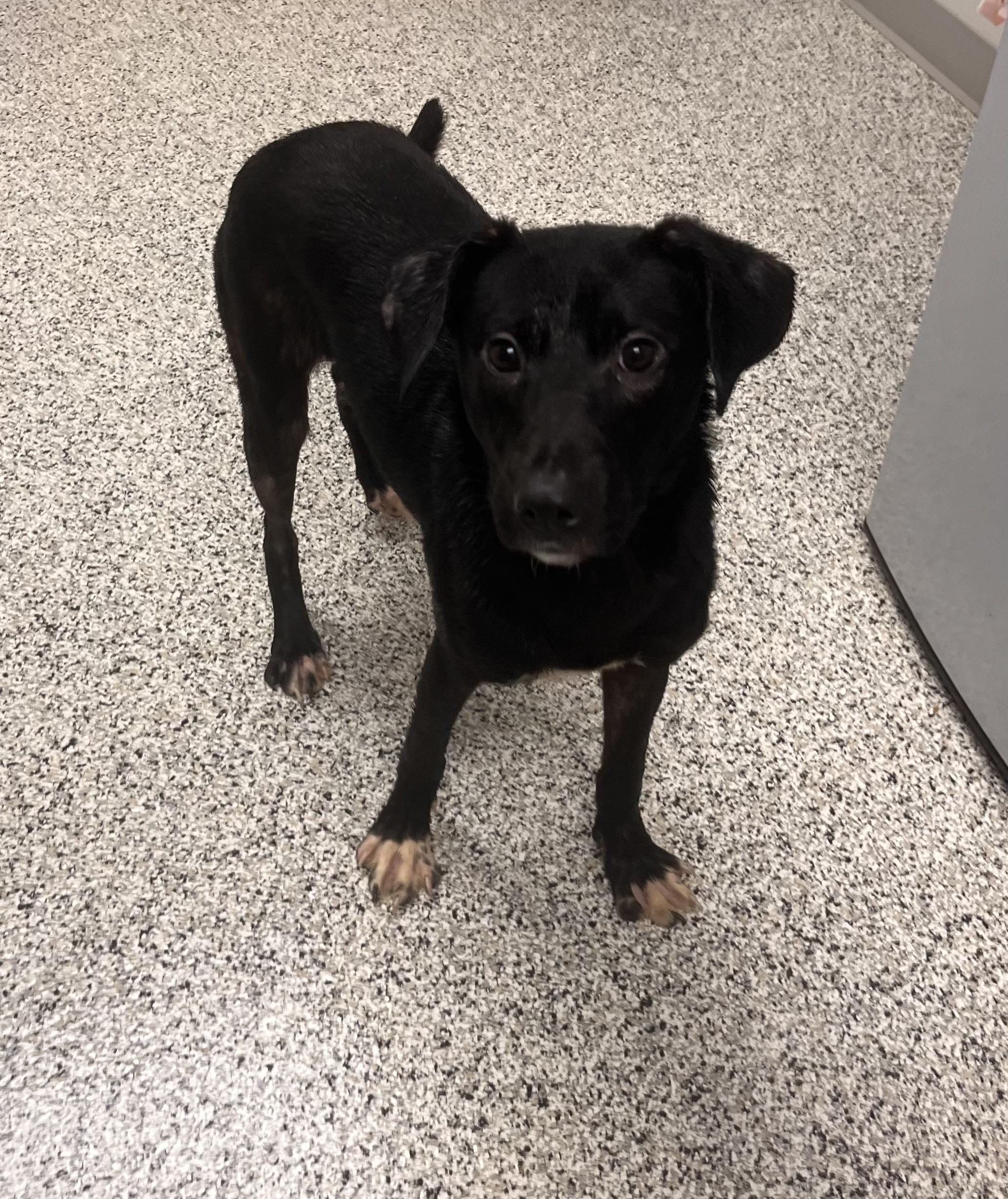 Enlarge Partridge , a ADOPTABLE Mixed Breed in Liberty, MO image 3/3